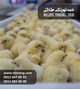 فروش جوجه گوشتی بهپرور